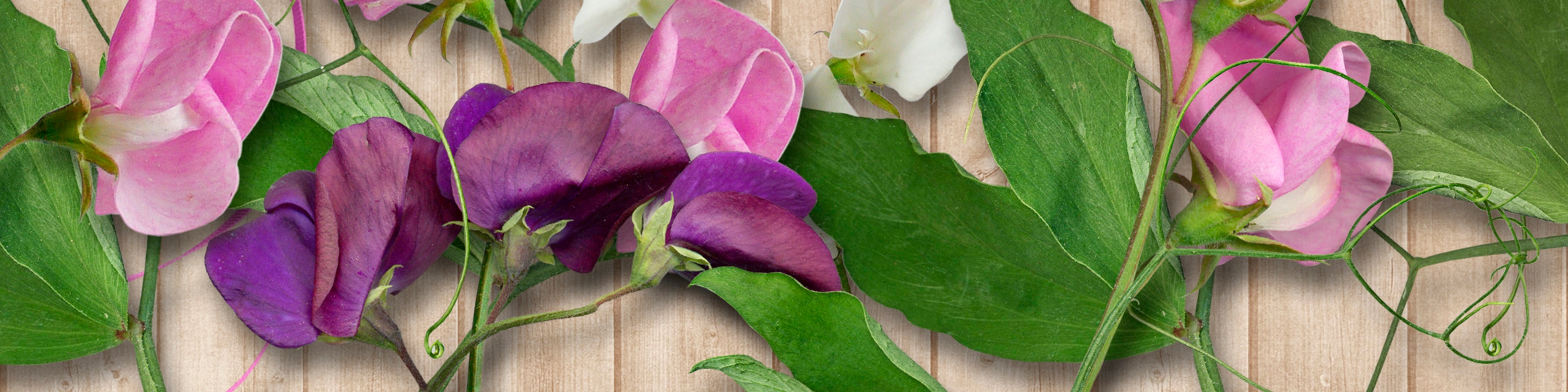 Peas on wood again.jpg